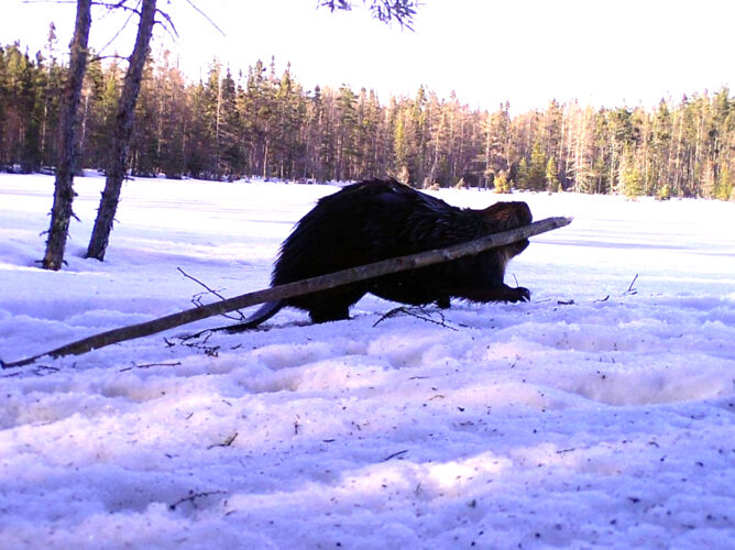 Outdoors report: Free fishing in Wisconsin; beaver plan drafted